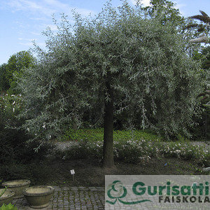 Pyrus salicifolia 'Pendula' (NPYSAPE)