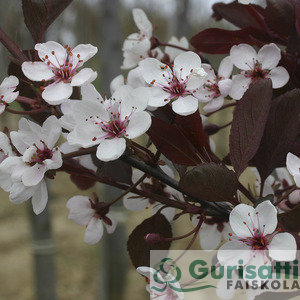 Prunus cistena (NPRCI00)