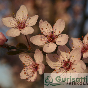 Prunus cerasifera 'Nigra' (NPRCEWO)